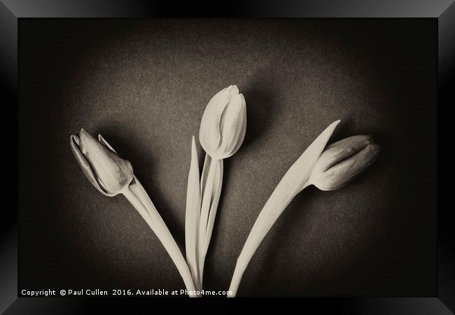 Three Tulips - monochrome. Framed Print by Paul Cullen