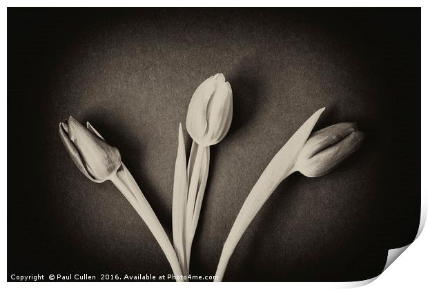 Three Tulips - monochrome. Print by Paul Cullen