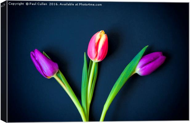 Three Tulips - color Canvas Print by Paul Cullen
