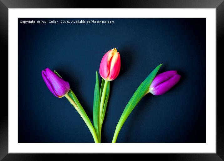 Three Tulips - color Framed Mounted Print by Paul Cullen