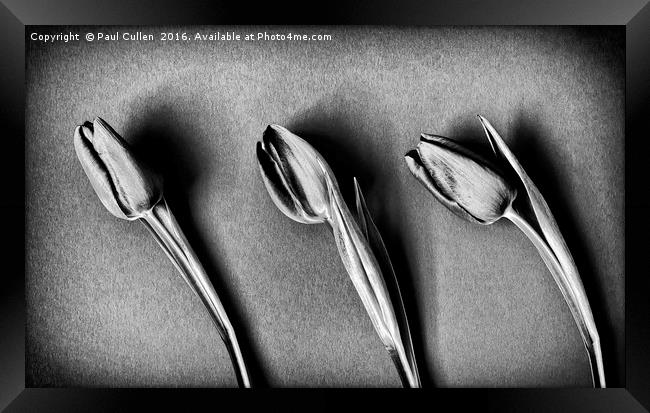 Three Tulips - monochrome Framed Print by Paul Cullen
