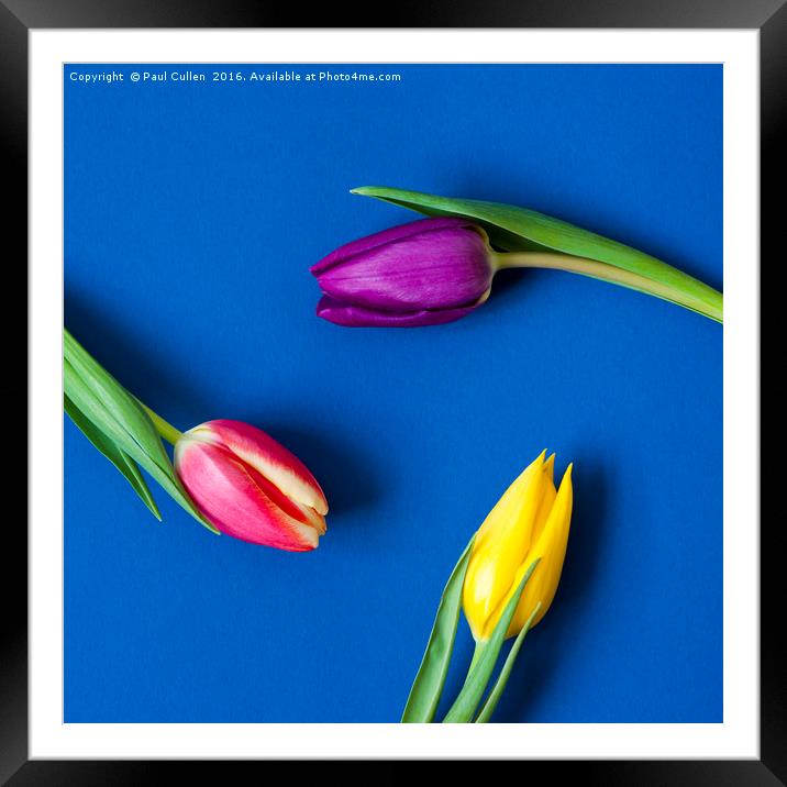 Three Tulips circular - colour Framed Mounted Print by Paul Cullen