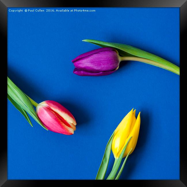 Three Tulips circular - colour Framed Print by Paul Cullen