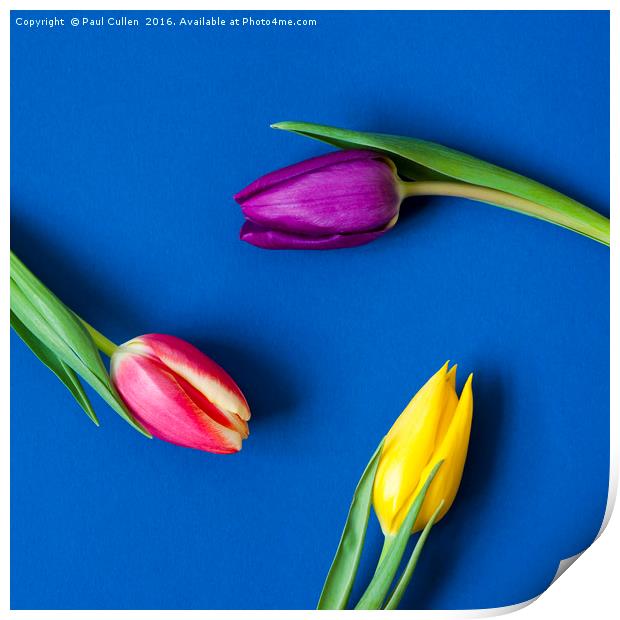 Three Tulips circular - colour Print by Paul Cullen
