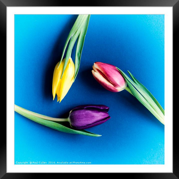 Three Tulips circular - colour Framed Mounted Print by Paul Cullen