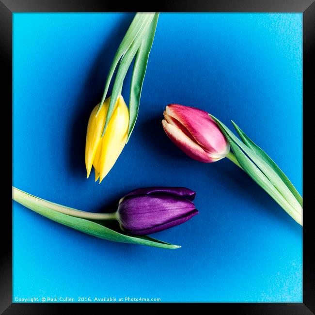 Three Tulips circular - colour Framed Print by Paul Cullen