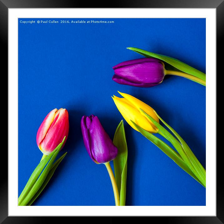 Four Tulips - Vibrant colour - square Framed Mounted Print by Paul Cullen