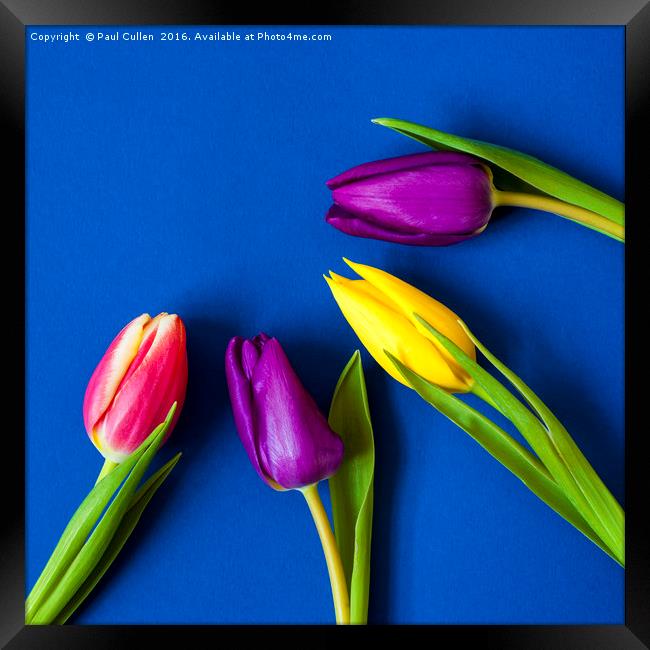 Four Tulips - Vibrant colour - square Framed Print by Paul Cullen