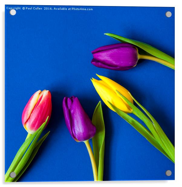 Four Tulips - Vibrant colour - square Acrylic by Paul Cullen