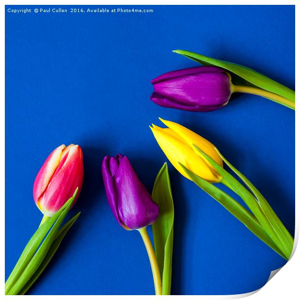 Four Tulips - Vibrant colour - square Print by Paul Cullen