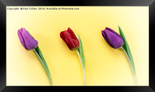 Three Tulips on a yellow background Framed Print by Paul Cullen