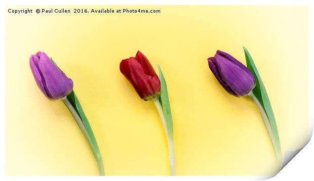 Three Tulips on a yellow background Print by Paul Cullen