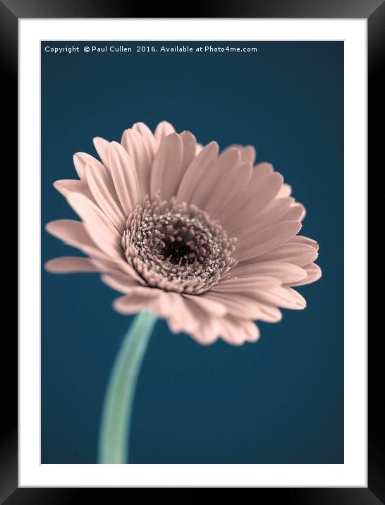 Gerbera Flower Framed Mounted Print by Paul Cullen