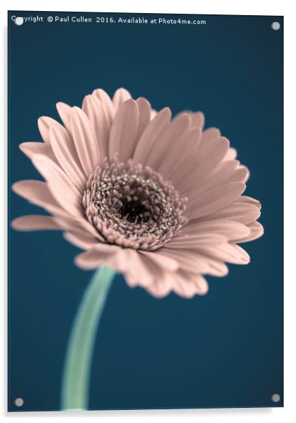 Gerbera Flower Acrylic by Paul Cullen