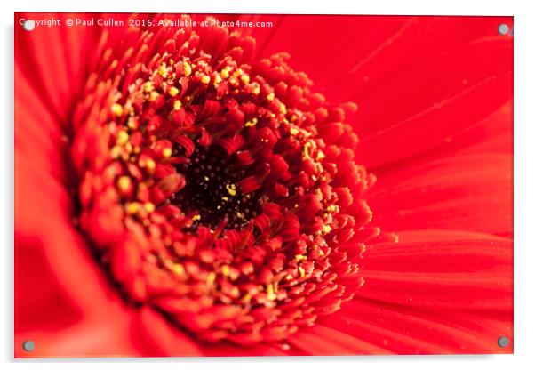 Red Gerbera Acrylic by Paul Cullen