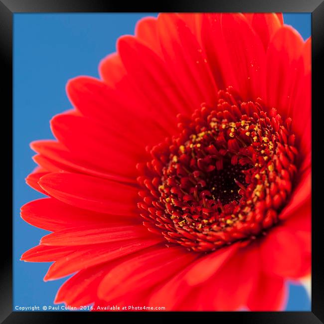 Red Gerbera on Blue - Square. Framed Print by Paul Cullen