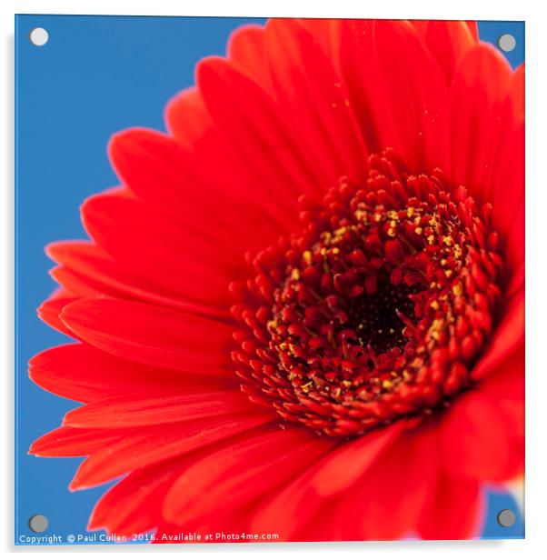 Red Gerbera on Blue - Square. Acrylic by Paul Cullen
