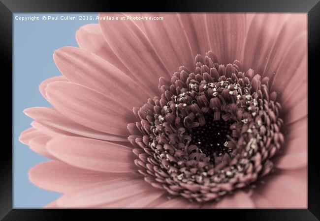 Gerbera Flower Framed Print by Paul Cullen