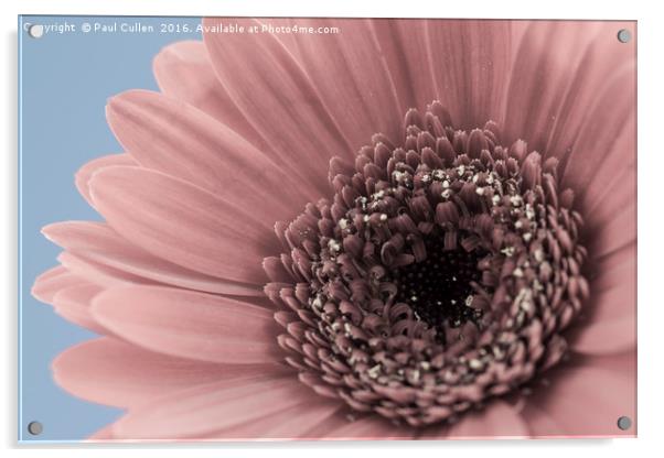 Gerbera Flower Acrylic by Paul Cullen