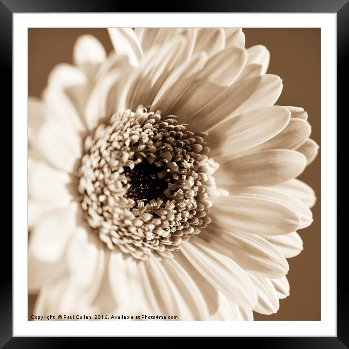 Gerbers in Sepia tones - Square format. Framed Mounted Print by Paul Cullen