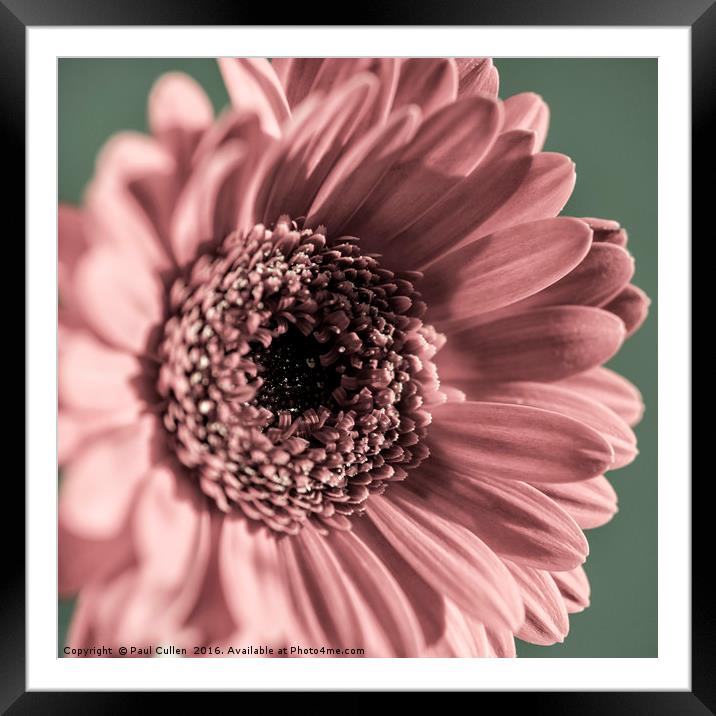 Gerbera in tones of pink and green - Square format Framed Mounted Print by Paul Cullen