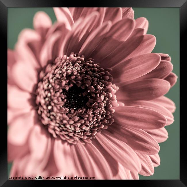 Gerbera in tones of pink and green - Square format Framed Print by Paul Cullen