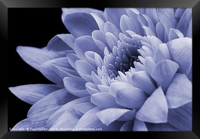Chrysanthemum in purple. Framed Print by Paul Cullen