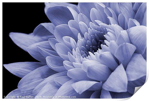 Chrysanthemum in purple. Print by Paul Cullen