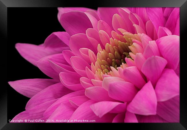 Chrysanthemum in pink. Framed Print by Paul Cullen
