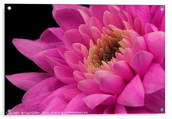 Chrysanthemum in pink. Acrylic by Paul Cullen