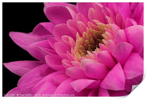 Chrysanthemum in pink. Print by Paul Cullen