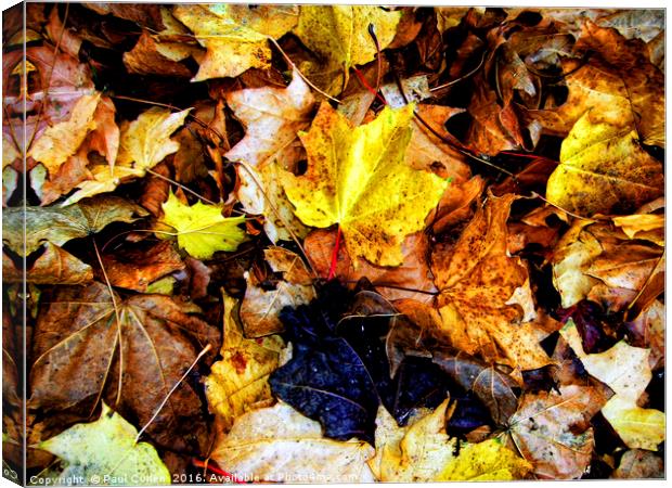Autumn leaves. Canvas Print by Paul Cullen