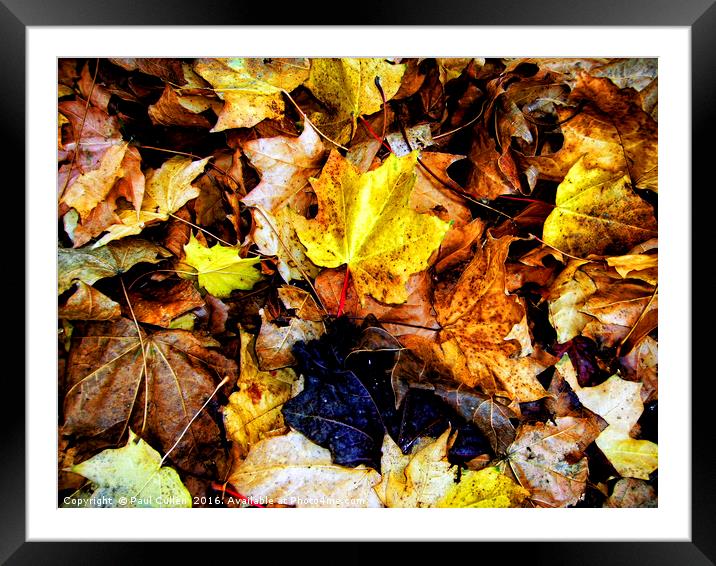 Autumn leaves. Framed Mounted Print by Paul Cullen