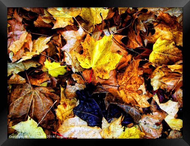 Autumn leaves. Framed Print by Paul Cullen