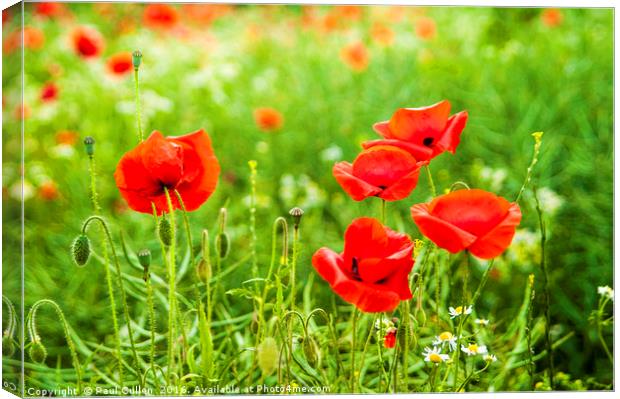 Poppies. Canvas Print by Paul Cullen