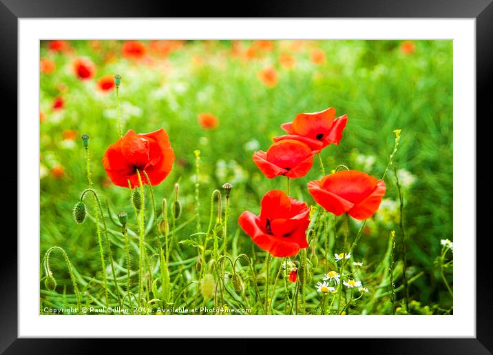 Poppies. Framed Mounted Print by Paul Cullen