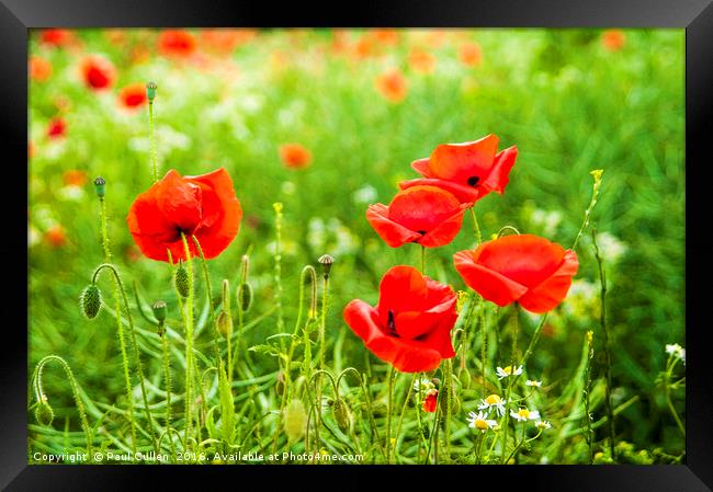 Poppies. Framed Print by Paul Cullen