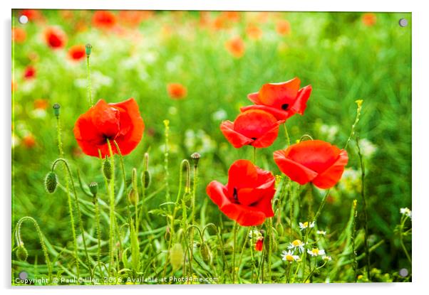 Poppies. Acrylic by Paul Cullen