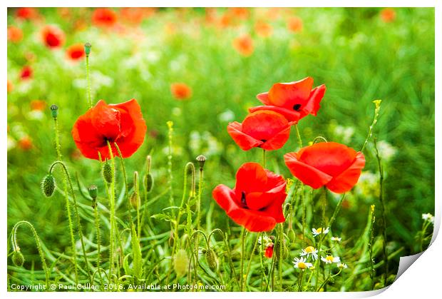 Poppies. Print by Paul Cullen