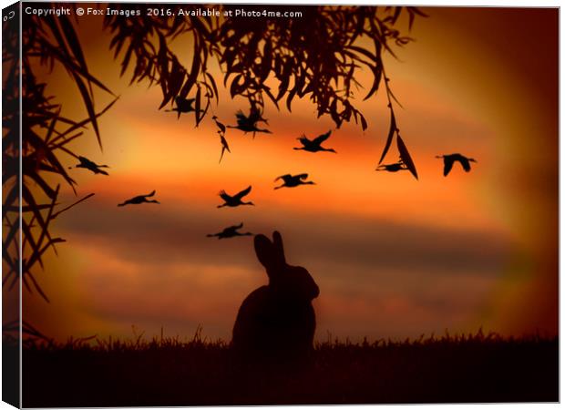 Sunset rabbit Canvas Print by Derrick Fox Lomax