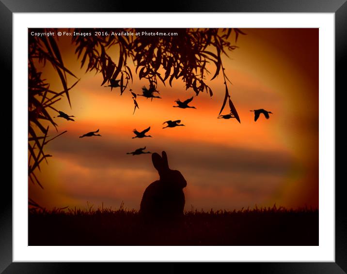 Sunset rabbit Framed Mounted Print by Derrick Fox Lomax