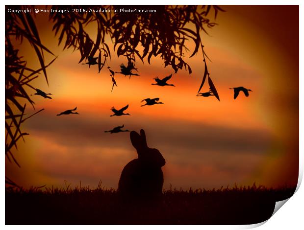 Sunset rabbit Print by Derrick Fox Lomax