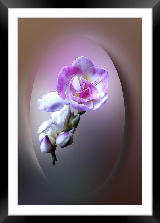 pink freesia flower Framed Mounted Print by Marinela Feier