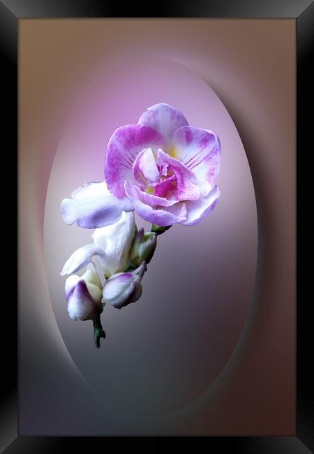 pink freesia flower Framed Print by Marinela Feier