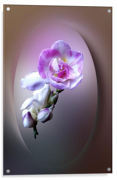 pink freesia flower Acrylic by Marinela Feier