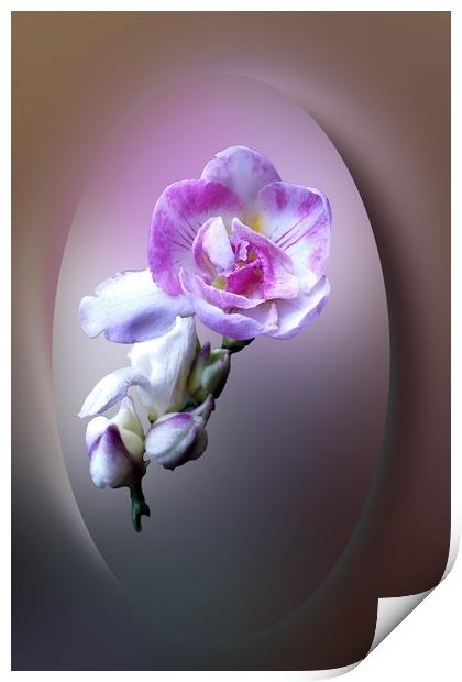 pink freesia flower Print by Marinela Feier