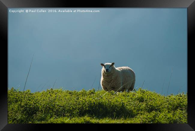 Backlit Lakeland Ewe Framed Print by Paul Cullen