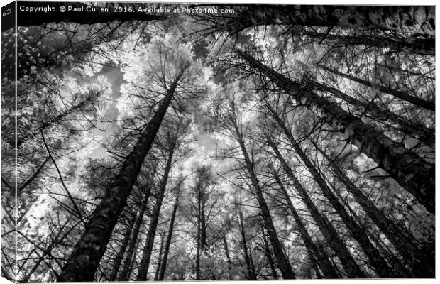 Forest converging Canvas Print by Paul Cullen