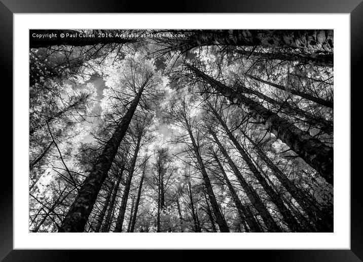 Forest converging Framed Mounted Print by Paul Cullen