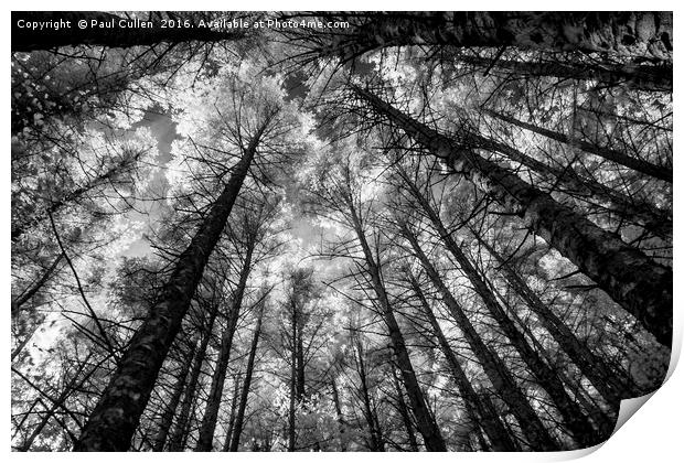 Forest converging Print by Paul Cullen